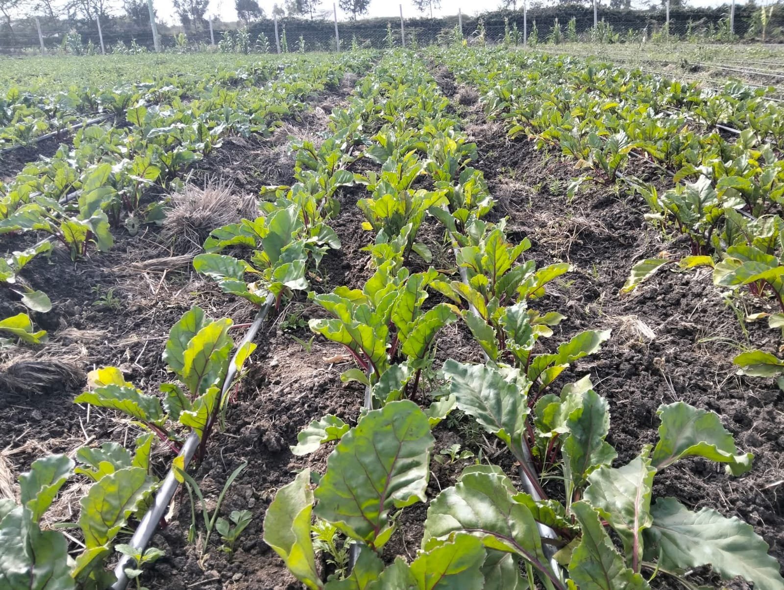 Beetroot crops growing at Maisha Mema Farm