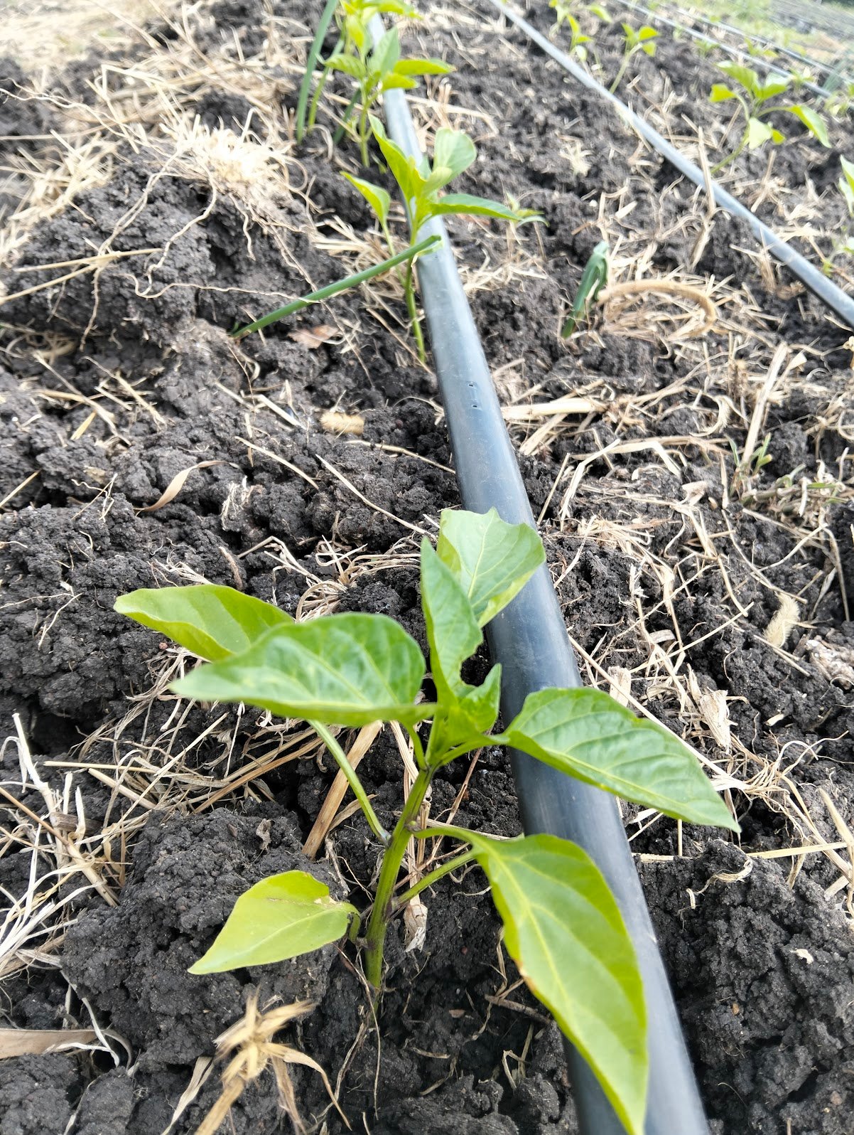 Drip Irrigation