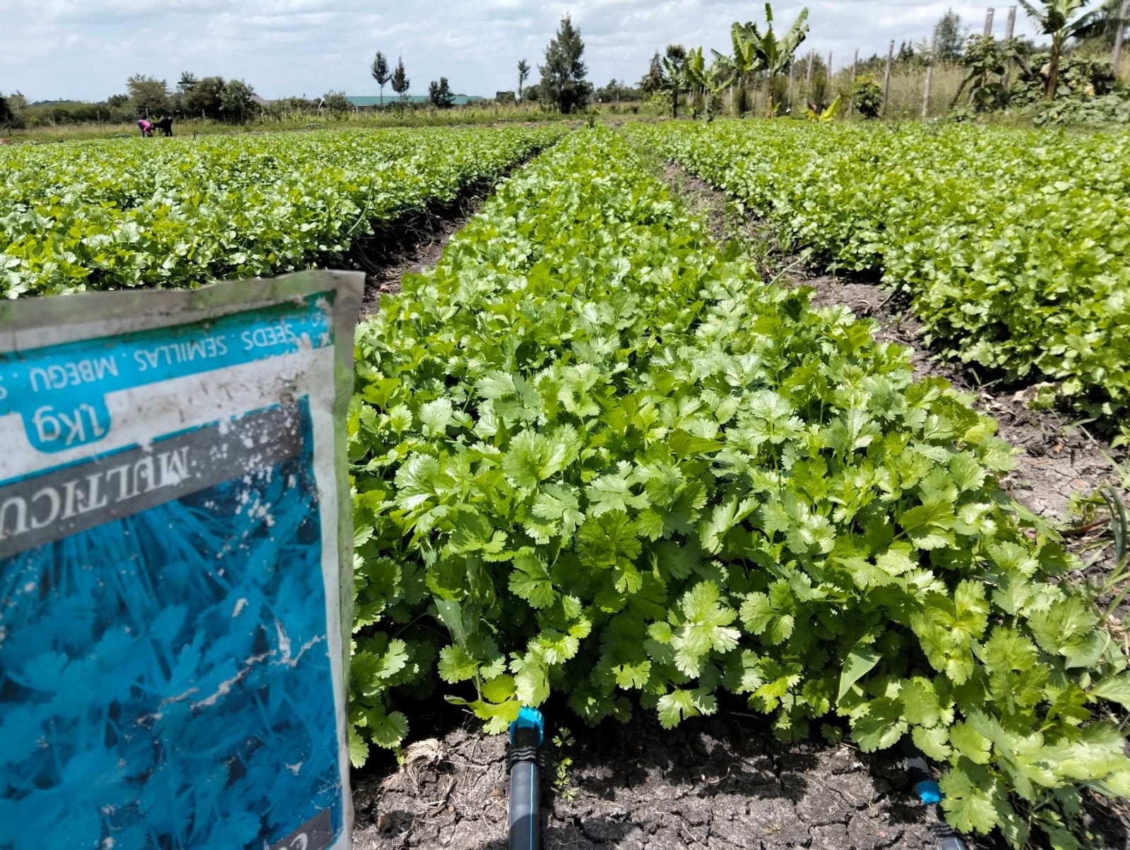 Natural Soil Fertility