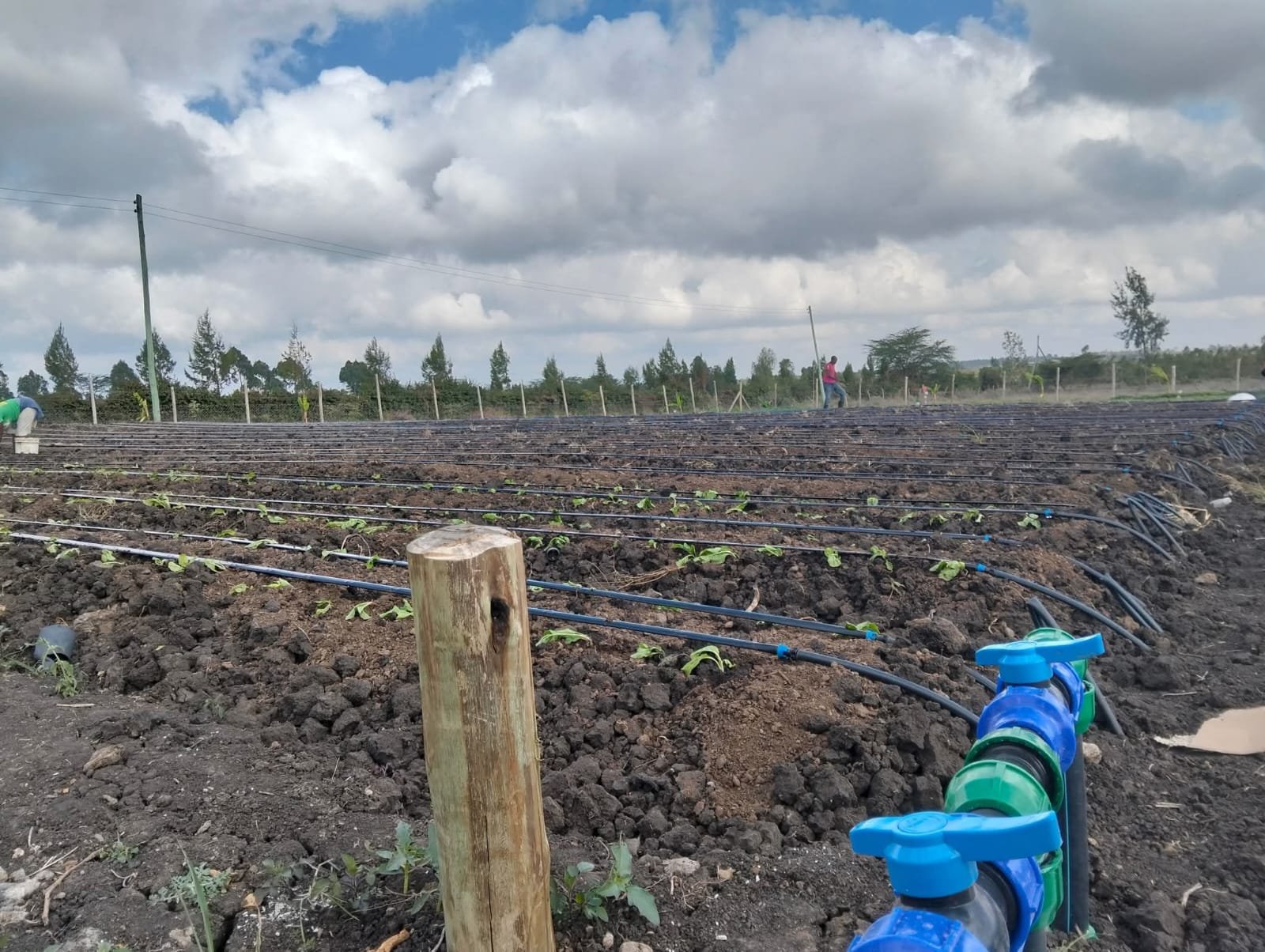 Drip irrigation system at Maisha Mema Farm