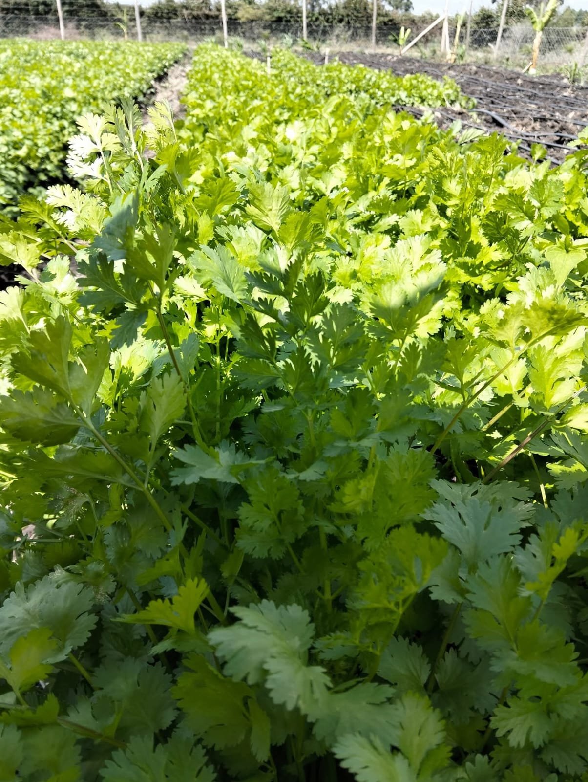 Dense dhania fields at Maisha Mema Farm