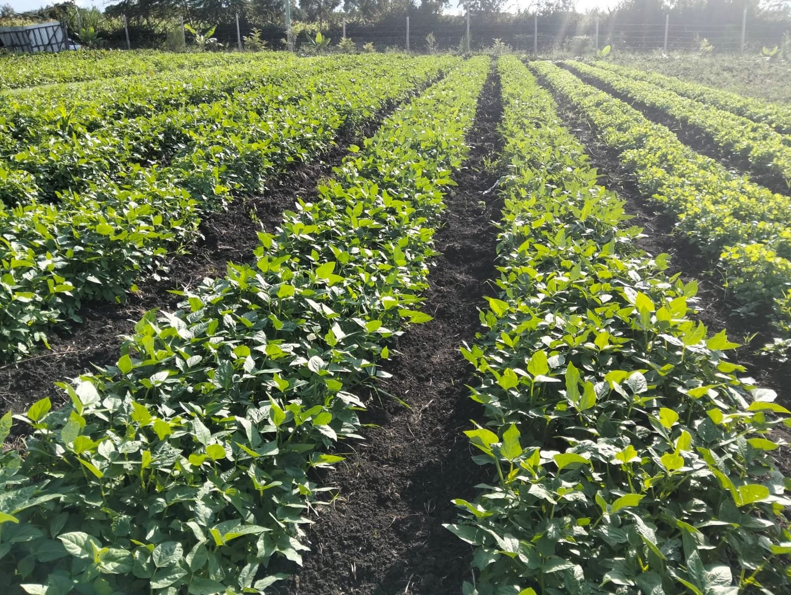 Maisha Mema Farm — lush crop rows in Kiserian, Kenya