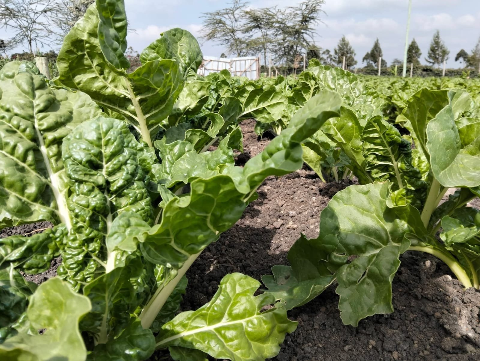 Spinach growing in the fields of Maisha Mema Farm