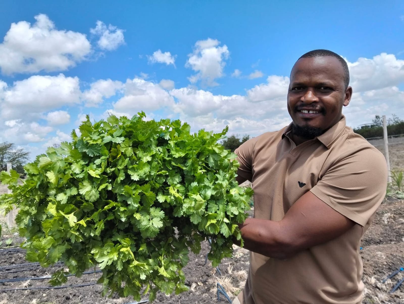 Maisha Mema farmer proudly holding fresh dhania harvest