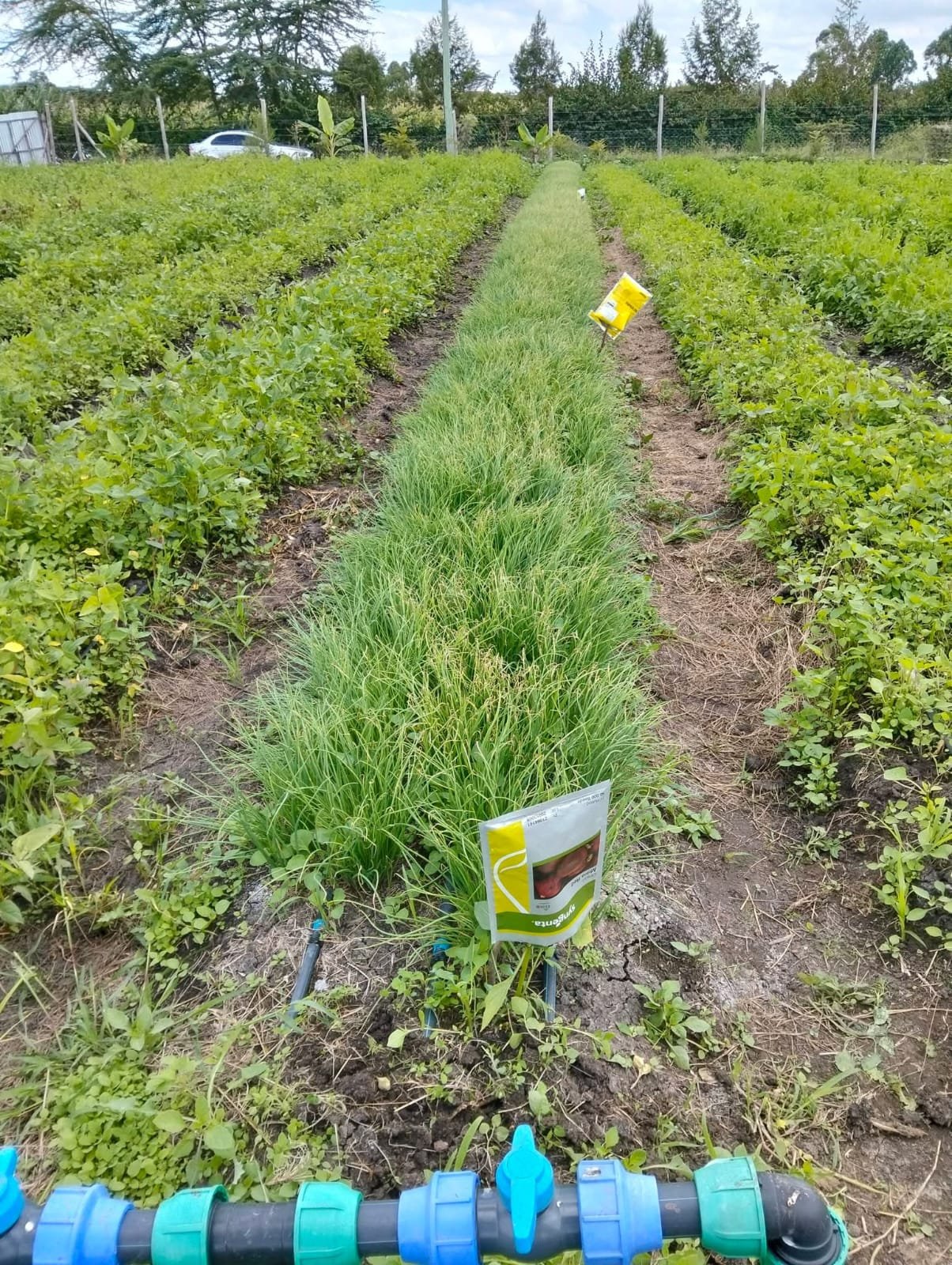 Organised onion nursery rows at Maisha Mema Farm