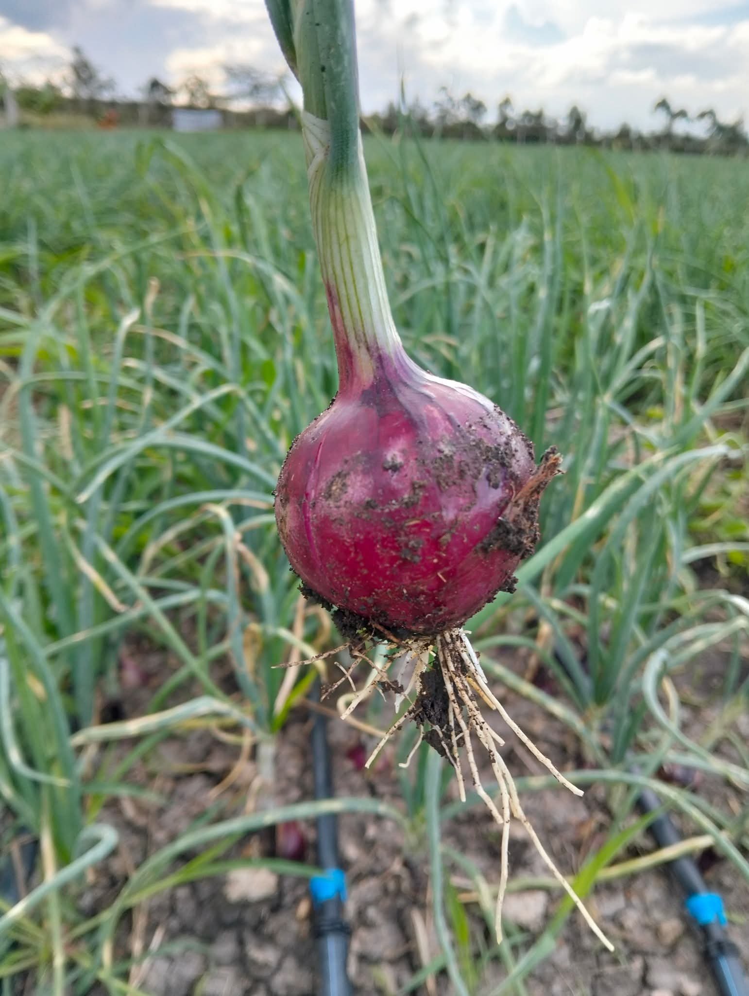 Fresh red onion harvest from Maisha Mema Farm