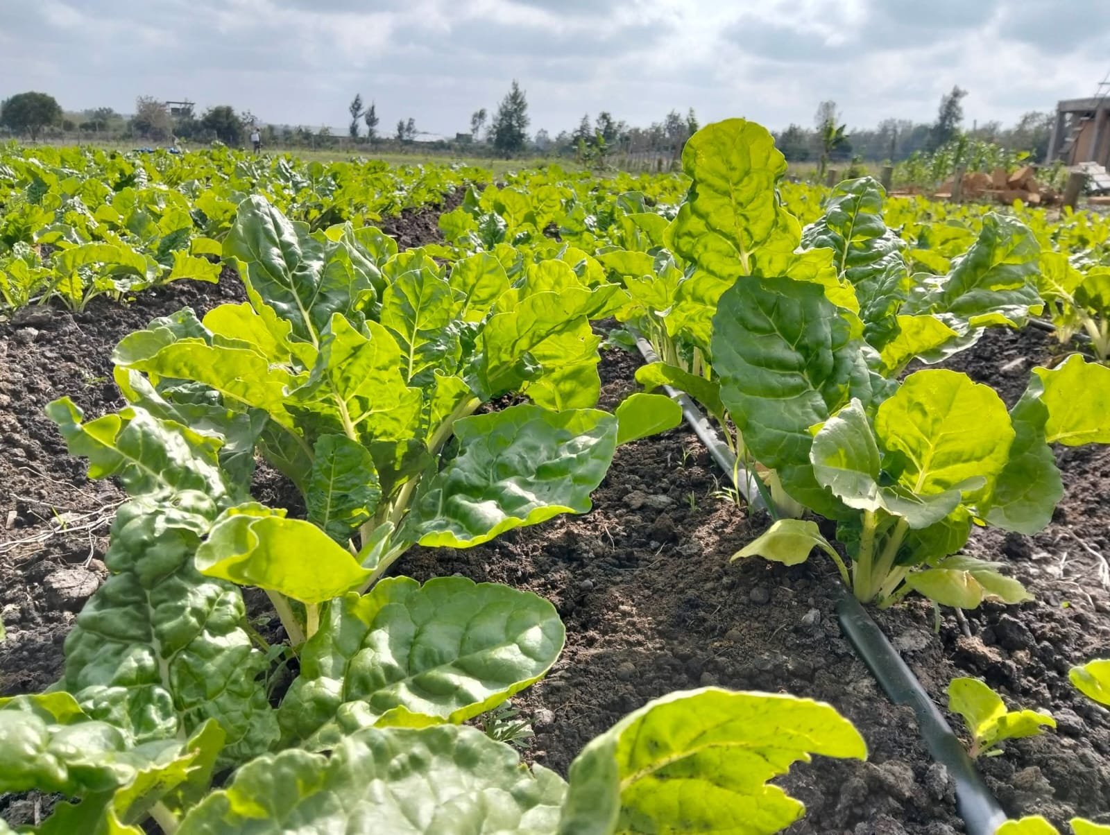 Food Security