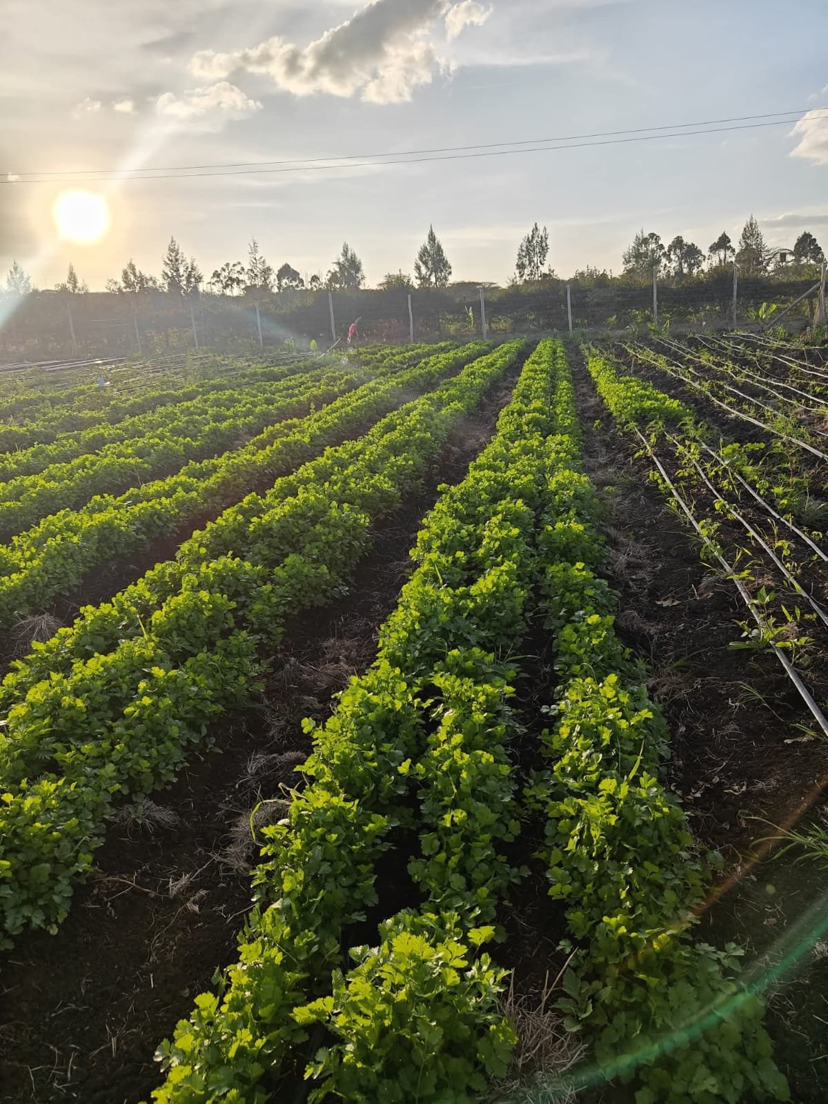 Golden sunset over Maisha Mema Farm crop rows